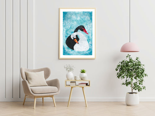 Affiche encadrée montrant un cygne noir et blanc avec bec orange et nage bleue